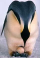 Female penguin 