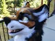 Fursuit Creator