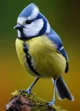 Docile blue bird