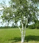 birch tree