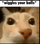 A random cat