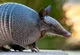 armadillo