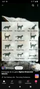 Cat Language