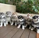 puppies