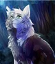 Warrior cats 
