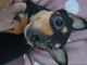 Doggy