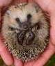 European Hedgehog 