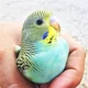 parakeet