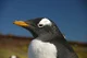 Gentoo penguin 