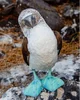 Blue footed booby