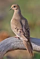 Pet mourning dove