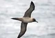 Sooty Albatross 
