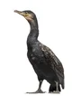 Cormorant 