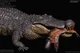 Deinosuchus