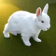 Lab rabbit rp