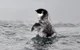 Murrelet chick