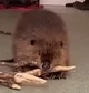 beaverr 3