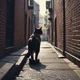 Cats in an alleyway