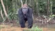 Silverback Gorilla