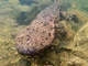 Giant salamander