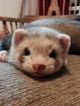 Ferret trader