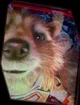 rocket racoon