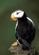 Horned puffin 