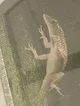 Micheal The Lizzard