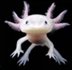 Axolotl 