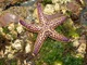 Amur starfish