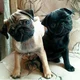 Light and dark pug