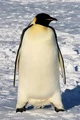 Emperor penguin
