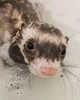 Bathtub ferret X3