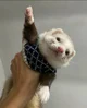 Axel the ferret 