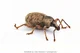 weevil