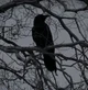 Crow