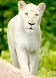 White Lioness
