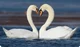 Swan mate