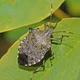 A Stink Bug