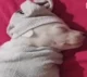 Perro que duerme