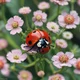 Ladybug