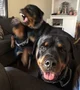 The Rottweilers