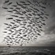 Flying sardine swarm