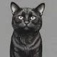 Black cat