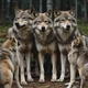 Bad wolves