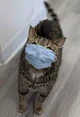Dr cat