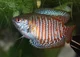 Gourami