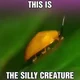 Sillu The Silly Bug