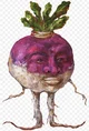 Turnip