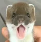 ferret
